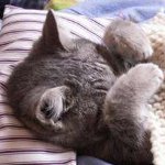 Calcitovirus nei gatti