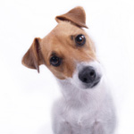 Soprannomi di cani e loro significato Soprannomi di cani e loro significato