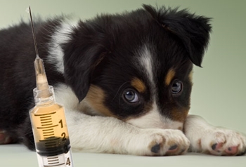 Quando vaccinare un cucciolo: schemi e programmi di vaccinazioni