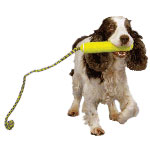 Squadre il cane. Sic!