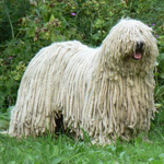 Komondor: Pastore ungherese Komondor: Pastore ungherese