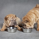 Cibo per shar pei