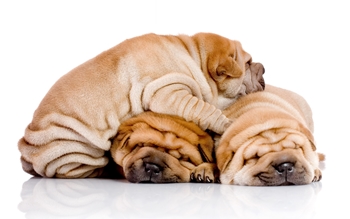 Cibo per shar pei