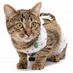 Gatto dopo l'intervento chirurgico: come prendersi cura