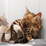 Gatto dopo il parto