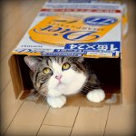 Cote Maru è una stella di Internet Cote Maru è una stella di Internet