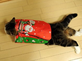 Cote Maru è una stella di Internet Cote Maru è una stella di Internet