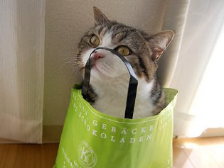 Cote Maru è una stella di Internet Cote Maru è una stella di Internet