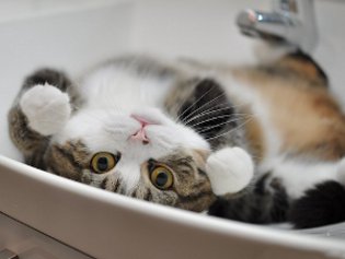 Cote Maru è una stella di Internet Cote Maru è una stella di Internet