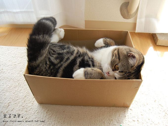 Cote Maru è una stella di Internet Cote Maru è una stella di Internet