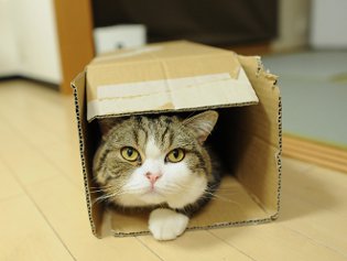 Cote Maru è una stella di Internet Cote Maru è una stella di Internet