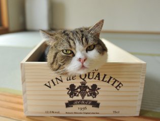 Cote Maru è una stella di Internet Cote Maru è una stella di Internet