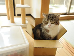 Cote Maru è una stella di Internet Cote Maru è una stella di Internet