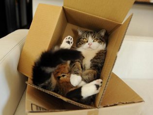Cote Maru è una stella di Internet Cote Maru è una stella di Internet