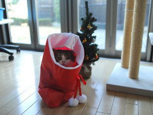 Cote Maru è una stella di Internet Cote Maru è una stella di Internet