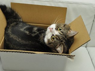 Cote Maru è una stella di Internet Cote Maru è una stella di Internet