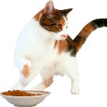 Il gatto non mangia nulla Il gatto non mangia nulla