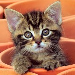 Kitten starnutisce: cosa fare?