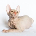 Gatti della Sfinge. Come prendersi cura di una sfinge? Gatti della Sfinge. Come prendersi cura di una sfinge?