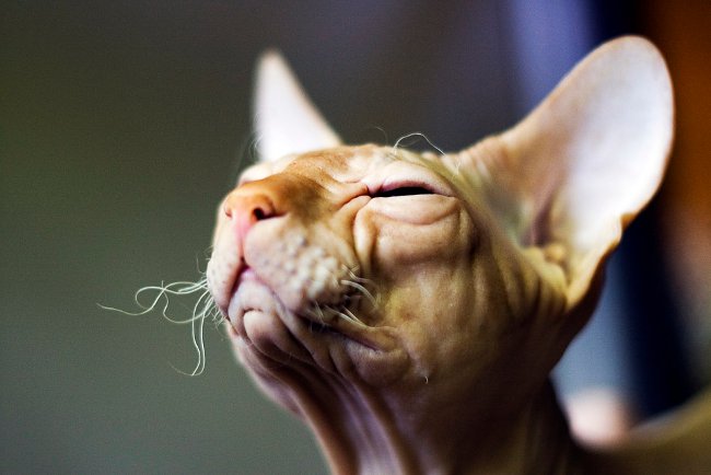 Gatti della Sfinge. Come prendersi cura di una sfinge?