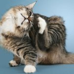 Malattie della pelle nei gatti Malattie della pelle nei gatti