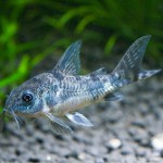 Pesce gatto moscerino: manutenzione e cura