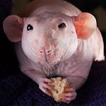 Ratti Sphynx