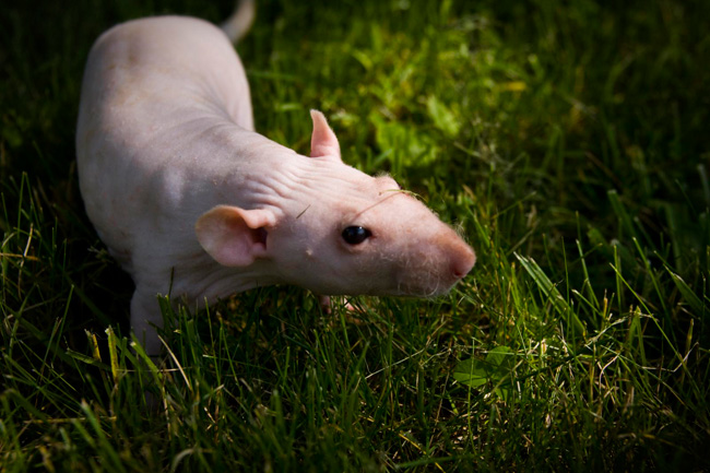 Ratti Sphynx