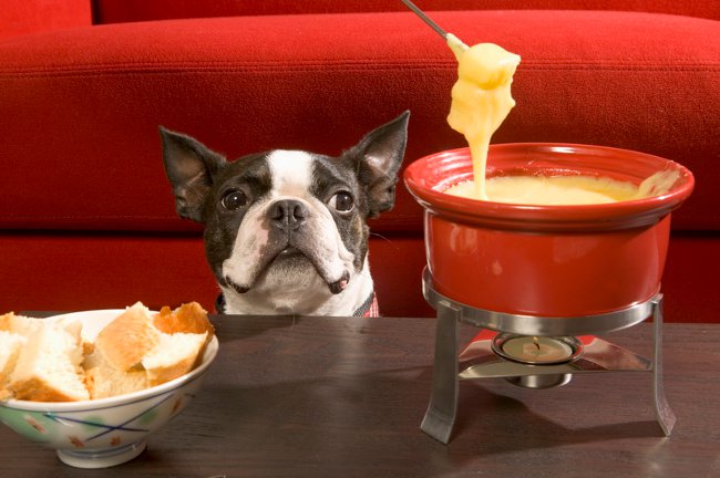Gatti per i cani: suggerimenti per una corretta alimentazione