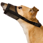 Trattamento dei cani Primo soccorso Trattamento dei cani Primo soccorso