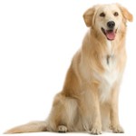 Gravidanza falsa nei cani Gravidanza falsa nei cani