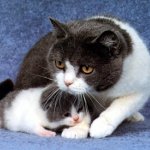 Mastite in un gatto