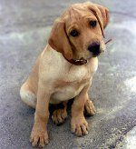 Mastite nei cani