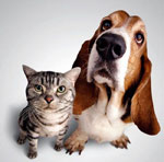 Miti sugli animali domestici Miti sugli animali domestici