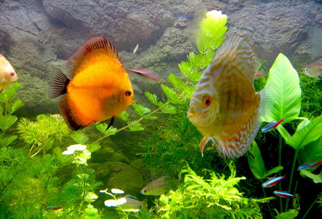 Il mio pesce è malato! .. Perché? Il mio pesce è malato! .. Perché?