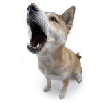 Formazione dei cani Formazione dei cani
