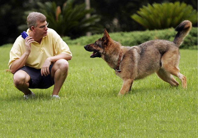 Formazione dei cani