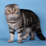 Colori di gatti scozzesi Colori di gatti scozzesi
