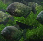 Piranha nel tuo acquario Piranha nel tuo acquario
