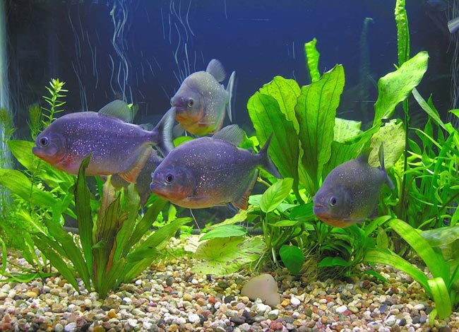 Piranha nel tuo acquario