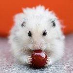 Criceti da nutrire: puoi e non puoi Criceti da nutrire: puoi e non puoi
