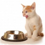 Nutrire i gattini. Che cosa nutrire il gattino?