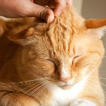 Perché i gatti purrano? Perché i gatti purrano?