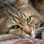 Acaro sottocutaneo nei gatti