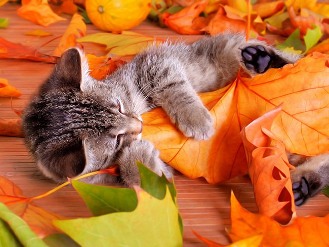 Acaro sottocutaneo nei gatti