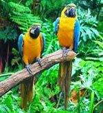 Pappagalli del macaw