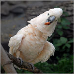 Pappagalli di Cockatoo