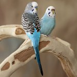 Il pappagallo sneeza: cosa fare?