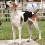 Foxhound americano