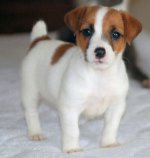 Razza Jack Russell Terrier